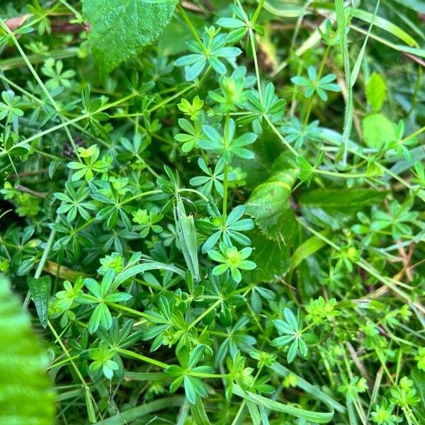 Galium album Ліст