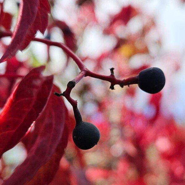 Parthenocissus quinquefolia Fruit