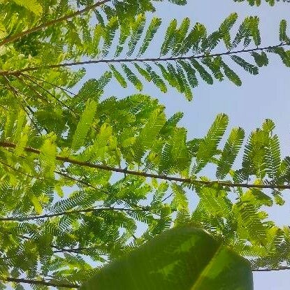 Phyllanthus emblica Blatt