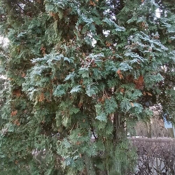 Thuja occidentalis ശീലം