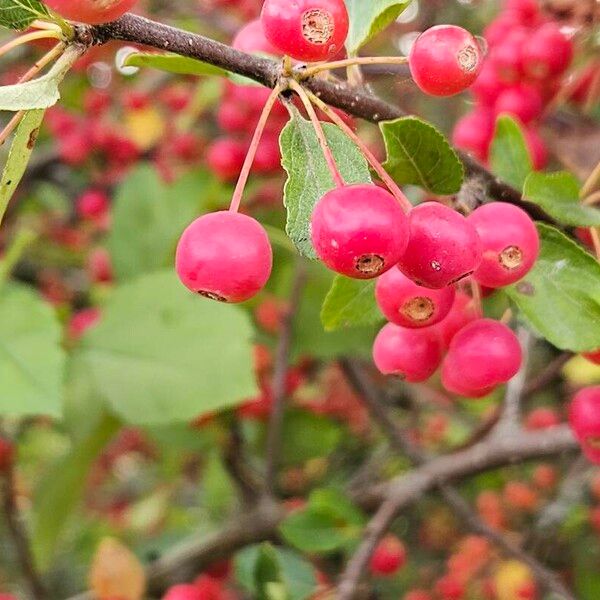 Malus hupehensis Frugt