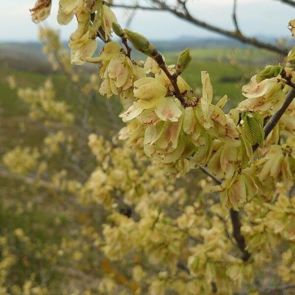 Ulmus glabra Vili