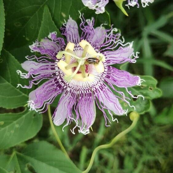 Passiflora incarnata 花