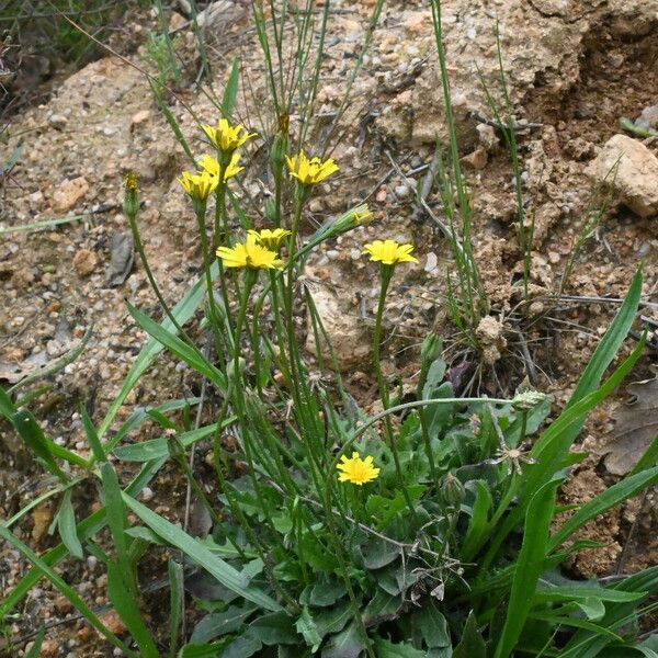 Leontodon saxatilis Цвят