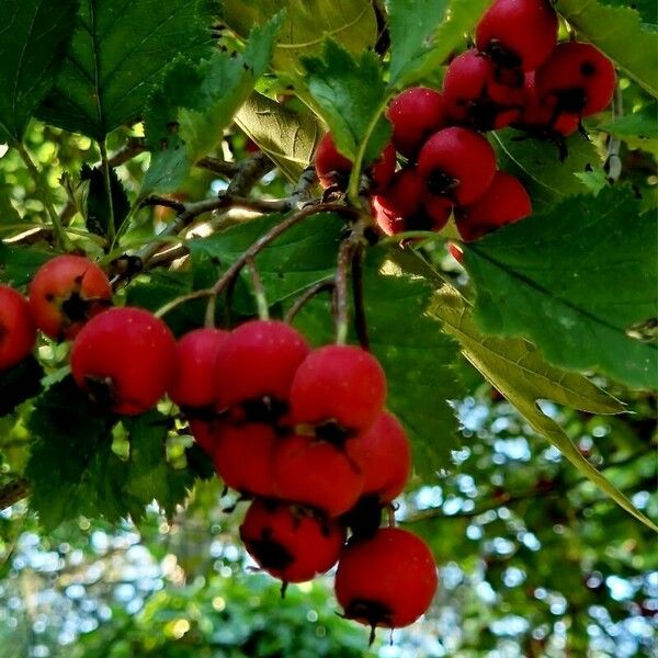 Crataegus coccinea Vaisius