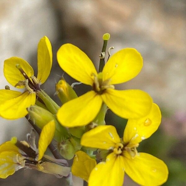 Coincya monensis Flor