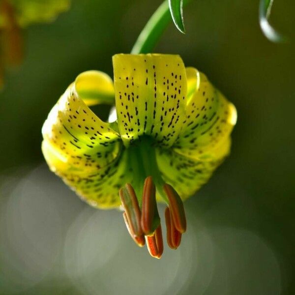 Lilium pyrenaicum Flor