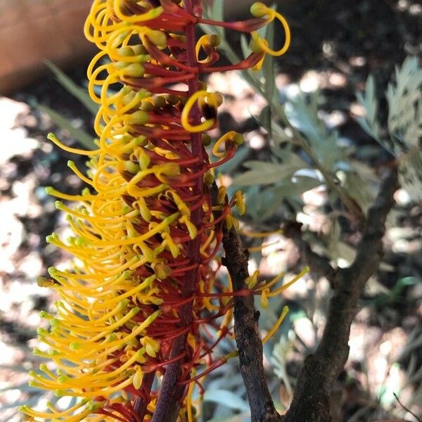 Grevillea robusta Flower