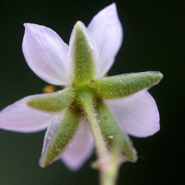 Spergularia media Blüte