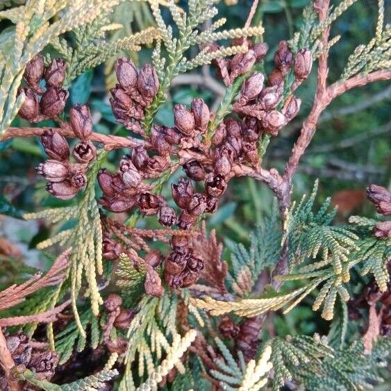 Thuja occidentalis Plod