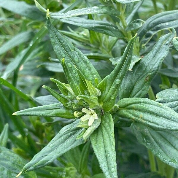 Lithospermum officinale Blodyn