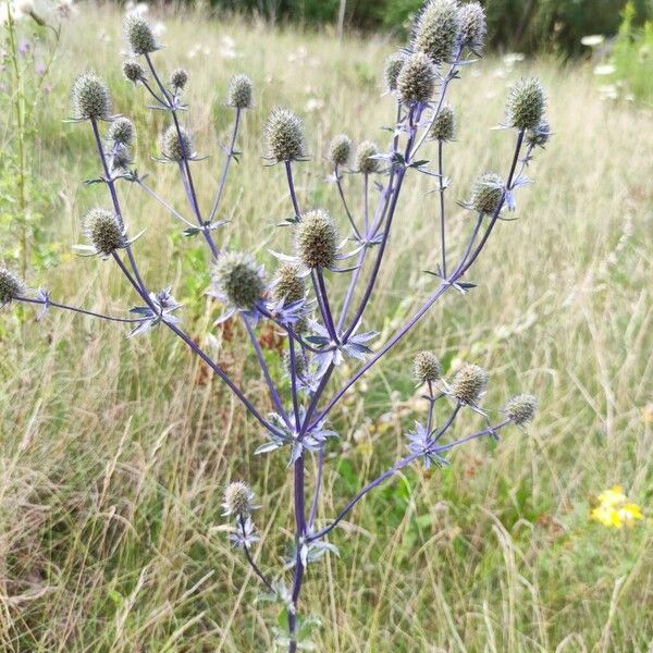 Eryngium planum Pokrój