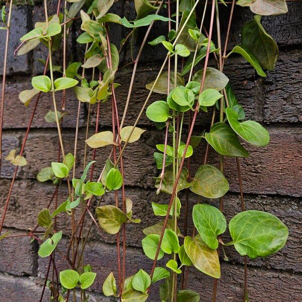 Vinca major Характер