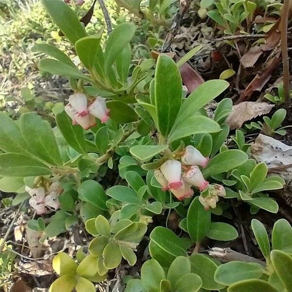 Arctostaphylos uva-ursi പുഷ്പം