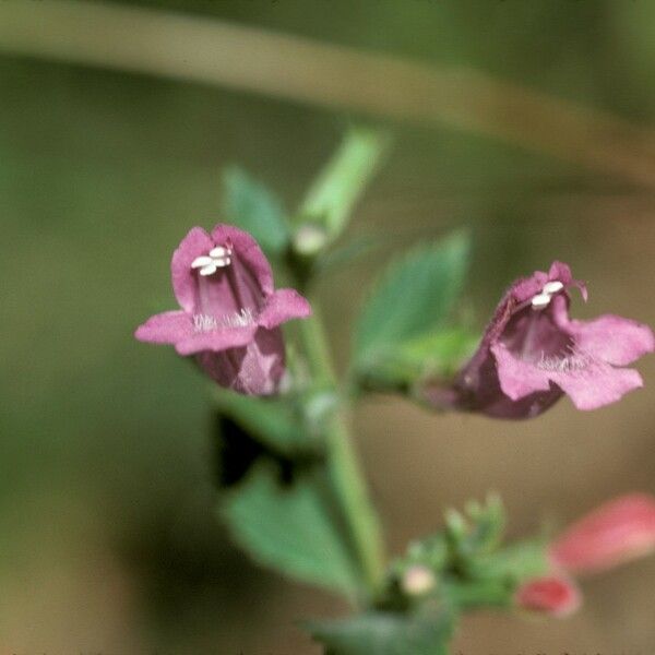 Clinopodium grandiflorum Květ