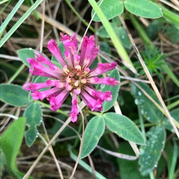 Trifolium medium Blad