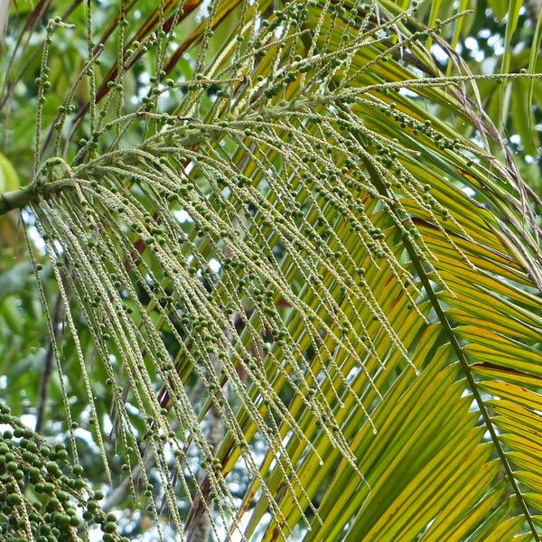 Euterpe oleracea Fruchs