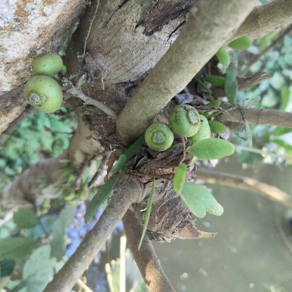 Ficus hispida Frutto