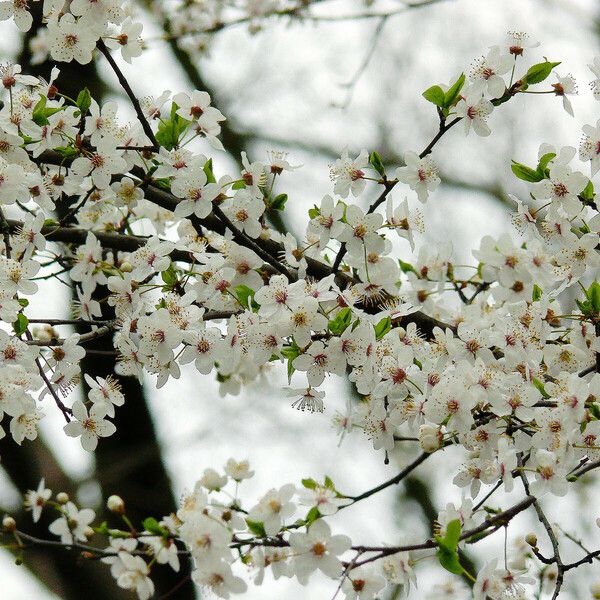 Prunus cerasifera Blomma