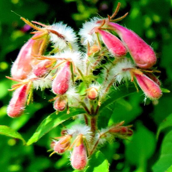 Kolkwitzia amabilis Fleur