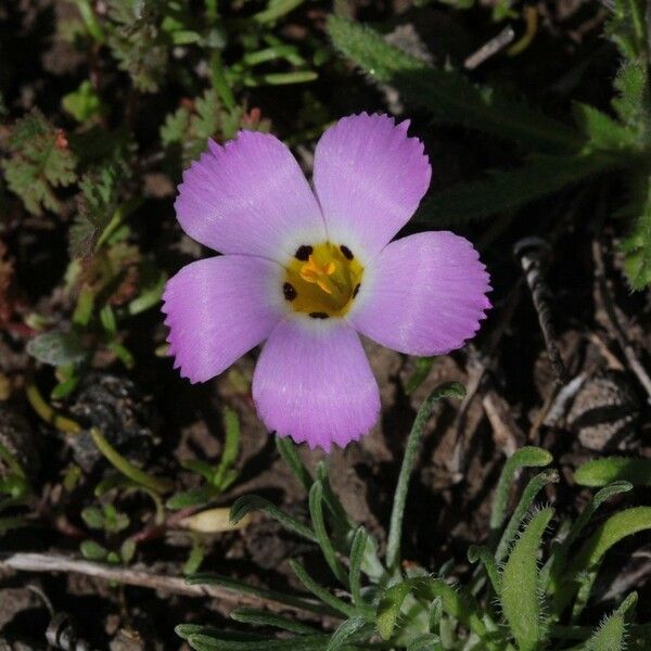 Linanthus dianthiflorus Flor