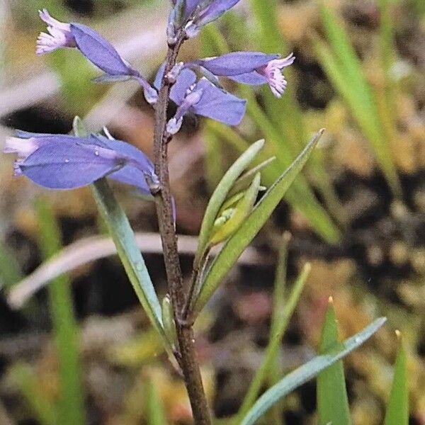 Polygala serpyllifolia Květ