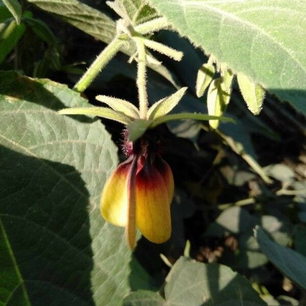 Abroma augustum Flower