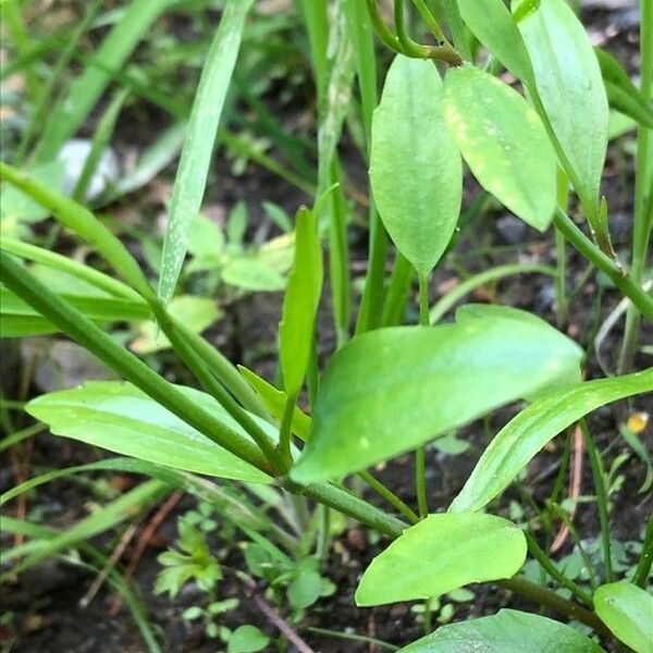 Ranunculus flammula পাতা