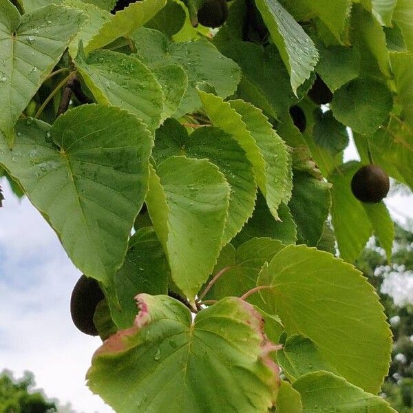 Davidia involucrata Folla