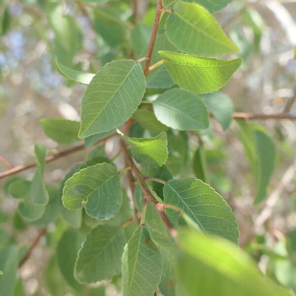 Spirostachys africana Blad