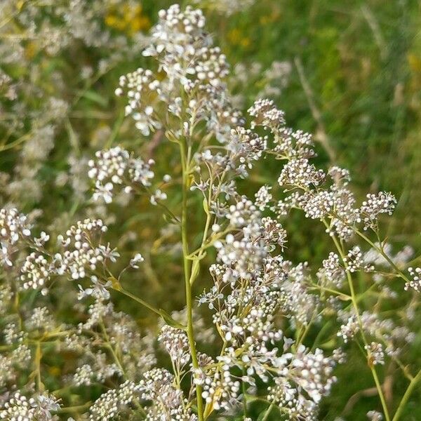 Lepidium latifolium Blomst