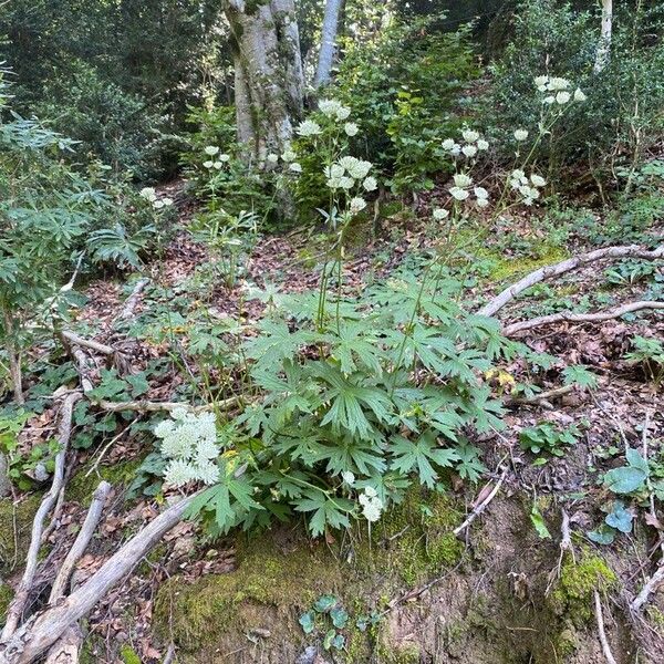 Astrantia major Buveinė