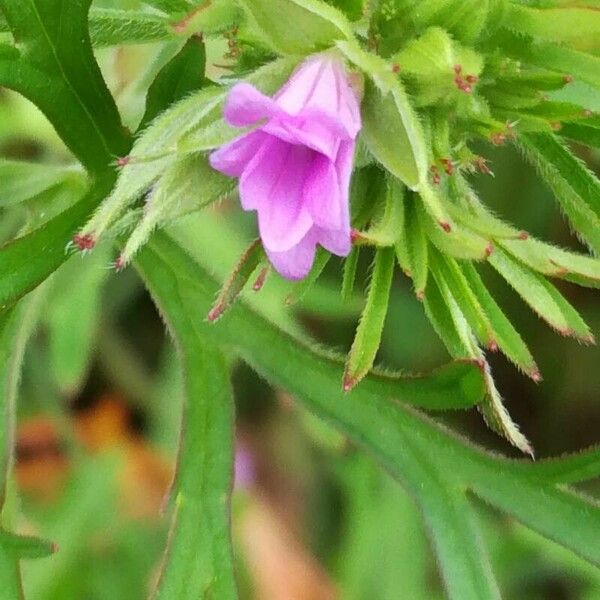 Geranium dissectum 花