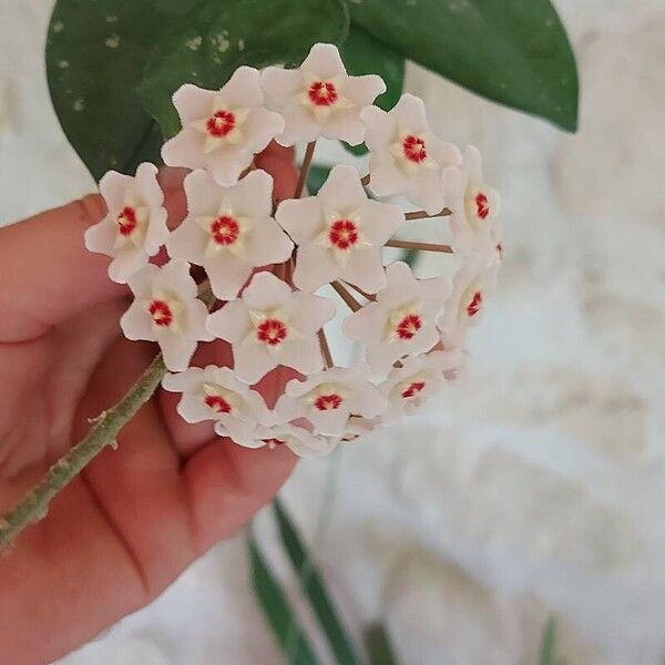 Hoya carnosa Λουλούδι