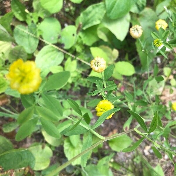 Trifolium aureum Blad