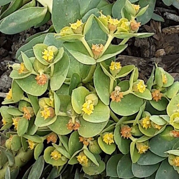 Euphorbia myrsinites 叶