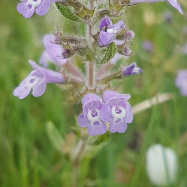 Clinopodium acinos Virág