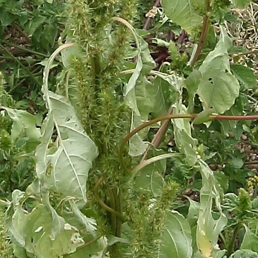 Amaranthus spinosus Kukka