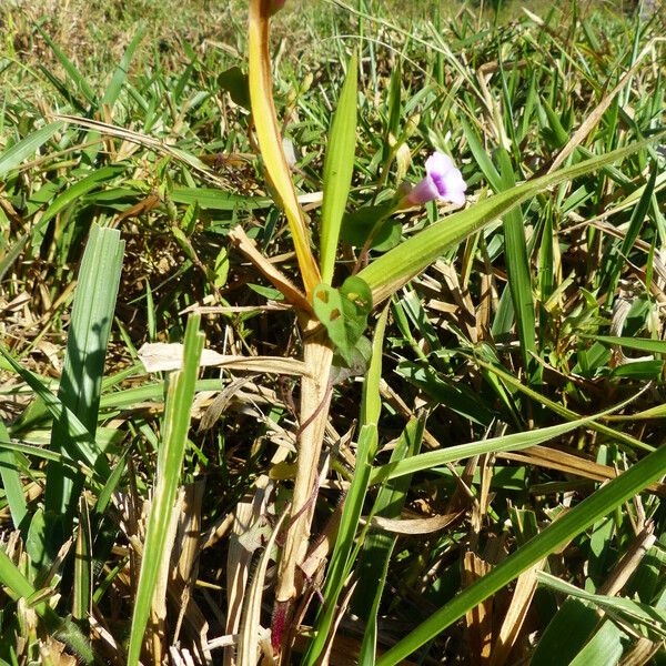 Ipomoea triloba Blad