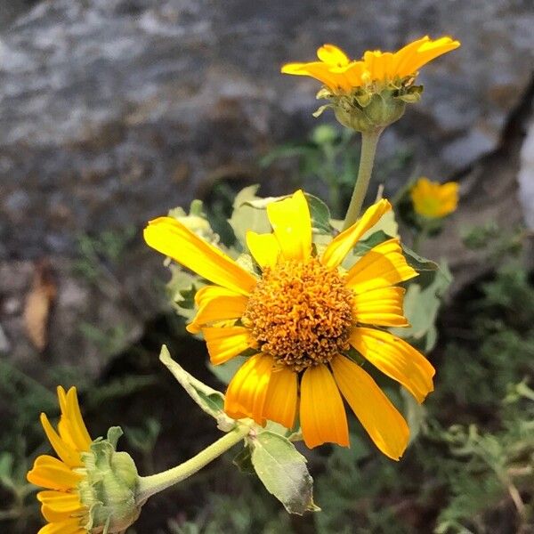 Verbesina encelioides Flor