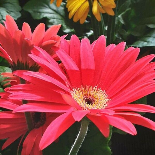 Gerbera jamesonii 花