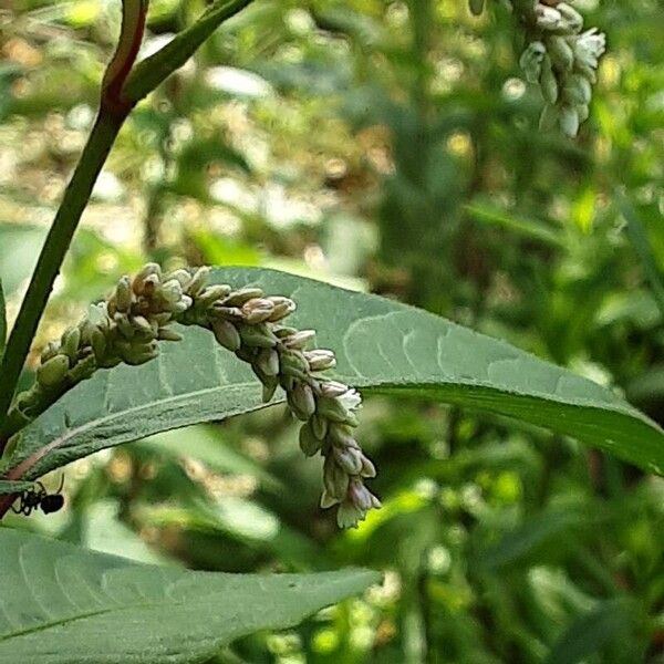 Persicaria lapathifolia Blomma