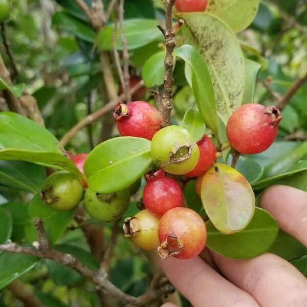 Psidium cattleyanum Frukto