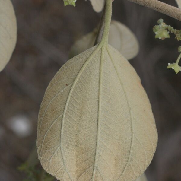 Ziziphus mauritiana Leaf