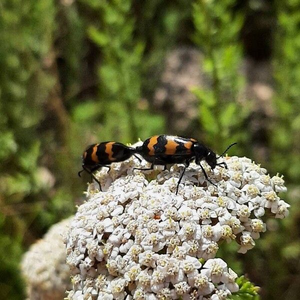 Achillea ligustica Квітка