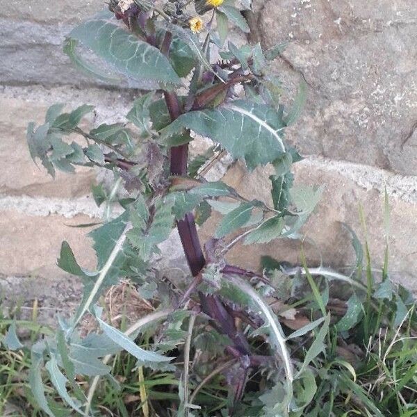 Sonchus oleraceus Žievė