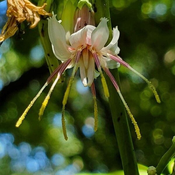 Nabalus albus फूल