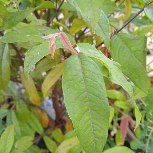 Eugenia stipitata Leaf