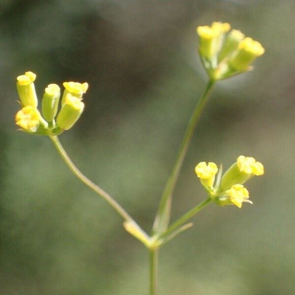 Bupleurum praealtum Flower