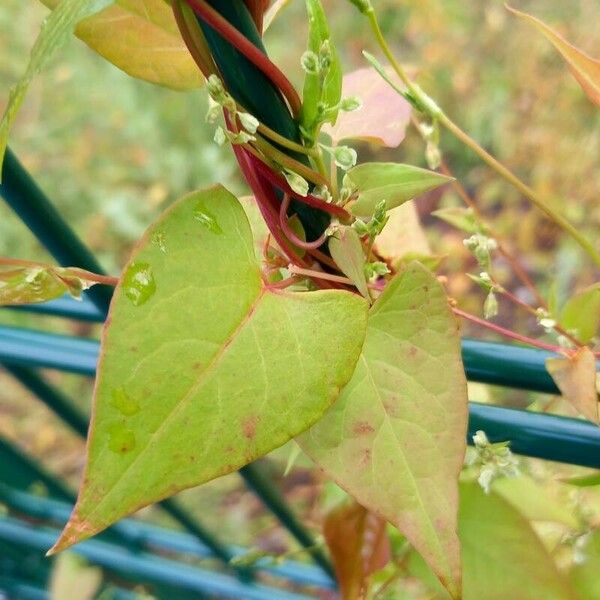 Fallopia dumetorum Folla